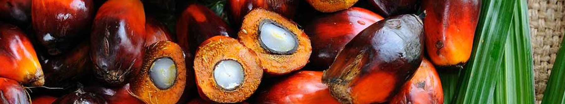 To Palm Oil or not to Palm Oil...